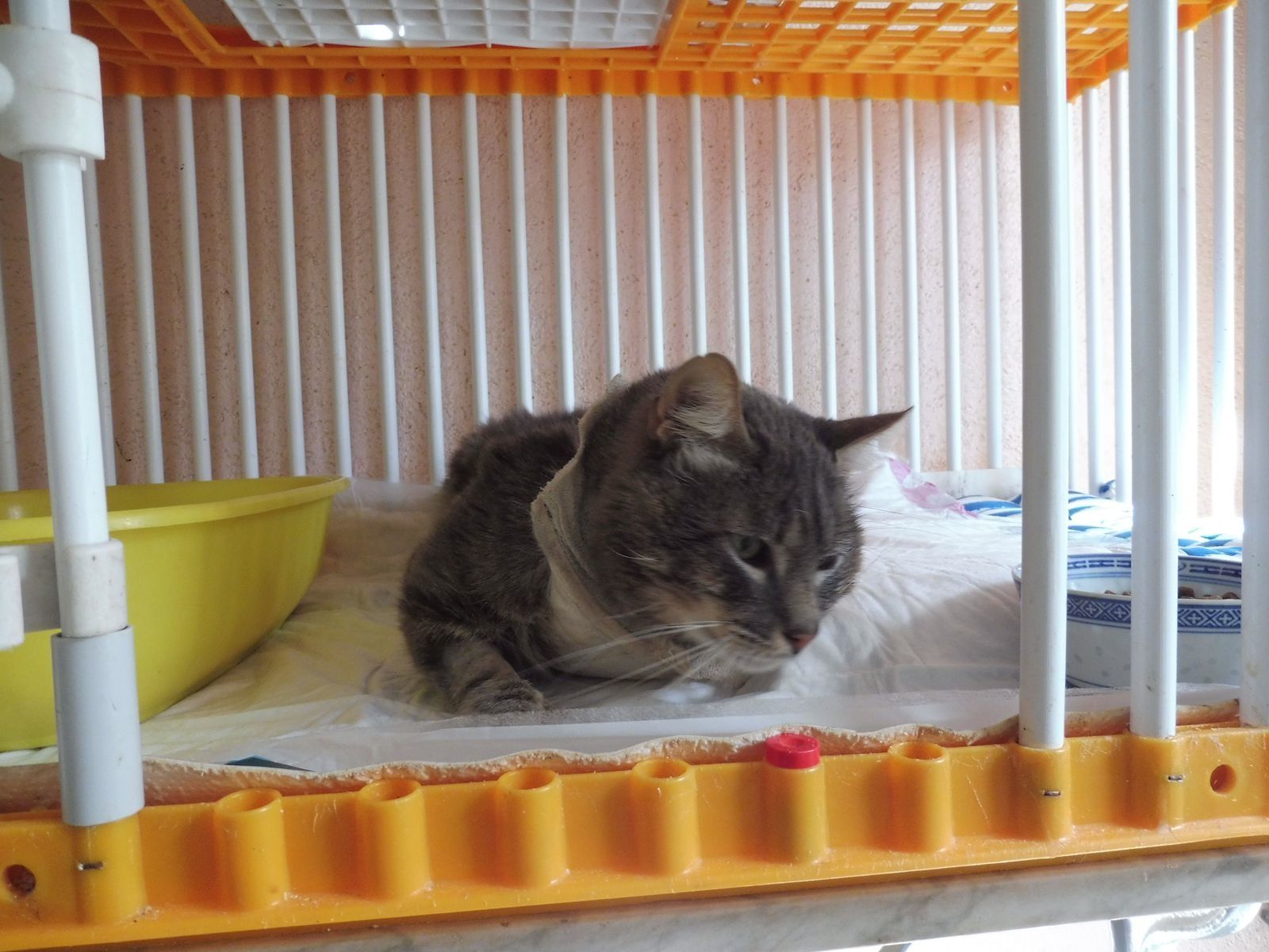 Phoebus Les Des Sont Jetes Les Amis Des Chats De Bligny Phoebus Les Des Sont Jetes Les Amis Des Chats De Bligny