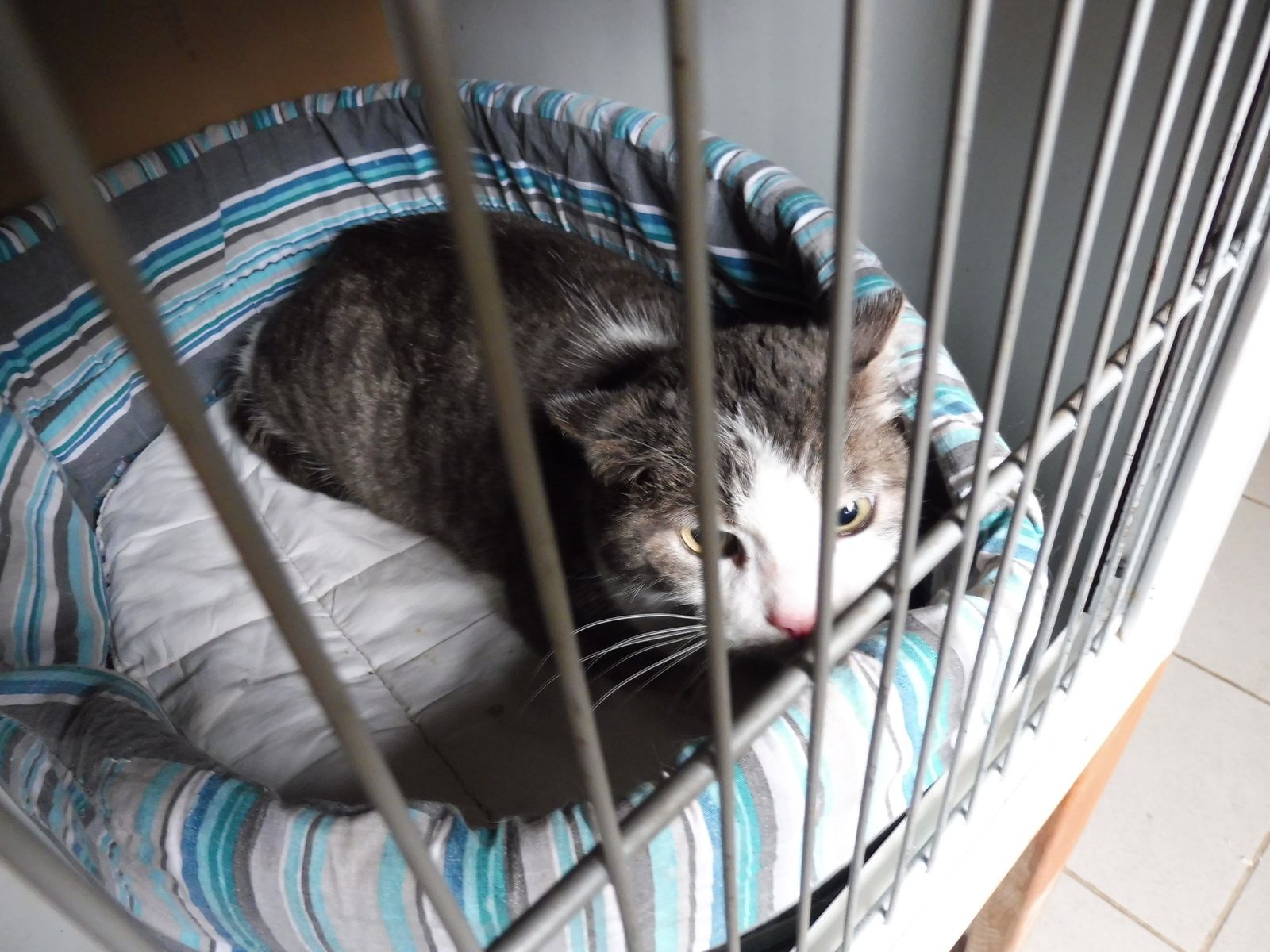 Ce Chat Est Il Le Votre Les Amis Des Chats De Bligny
