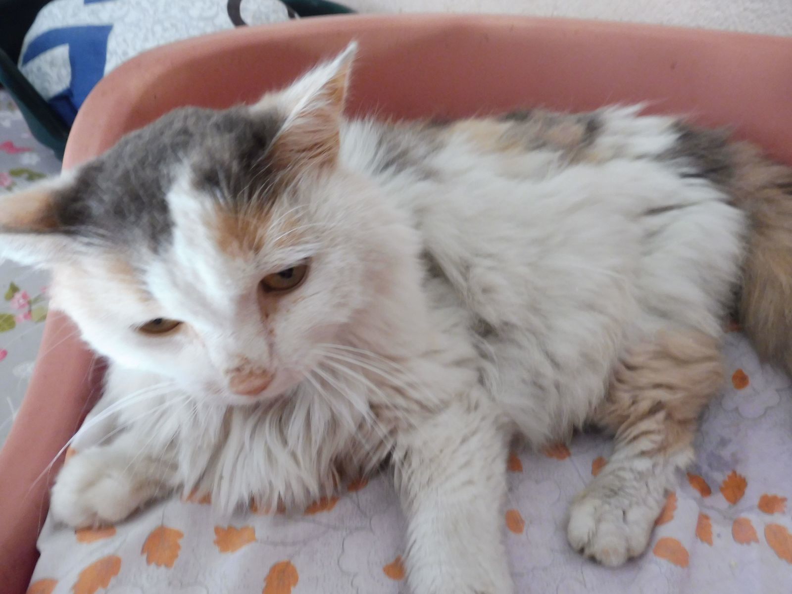 Gargouille Un Trou De Dix Ans Les Amis Des Chats De Bligny Gargouille Un Trou De Dix Ans Les Amis Des Chats De Bligny