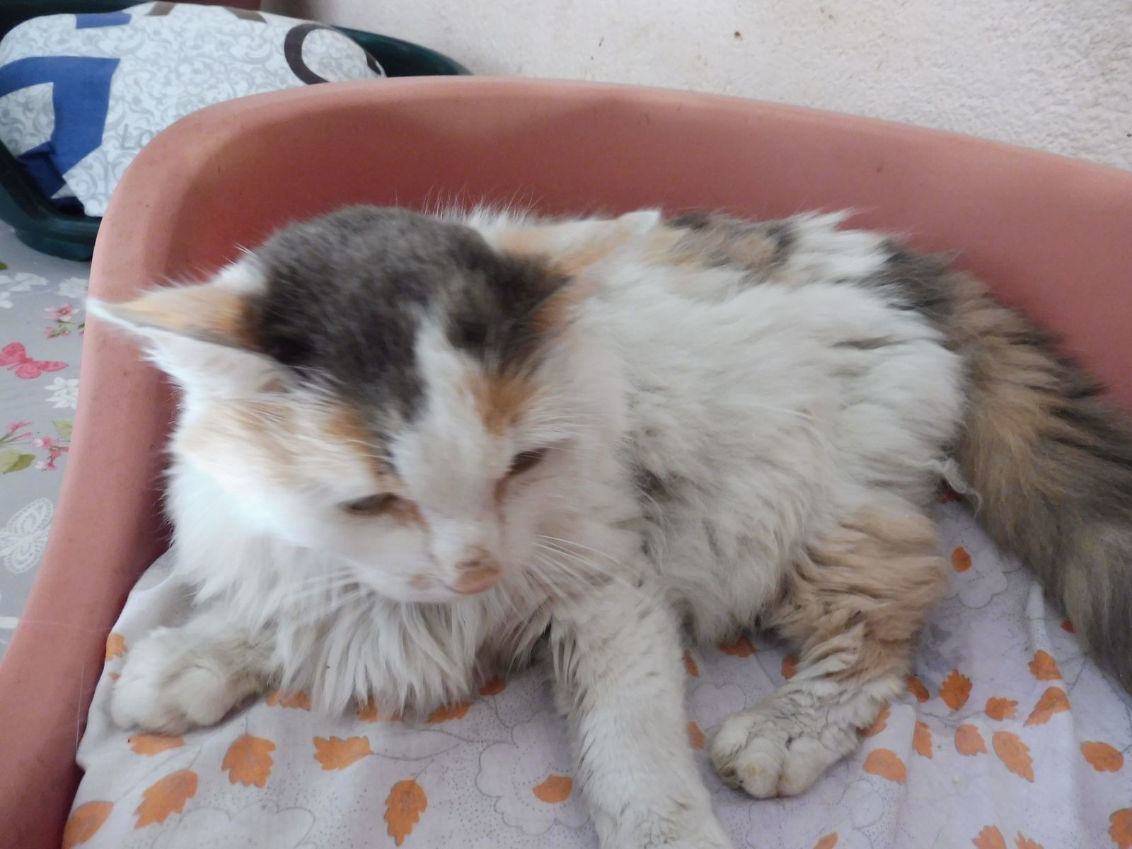 Gargouille Un Trou De Dix Ans Les Amis Des Chats De Bligny