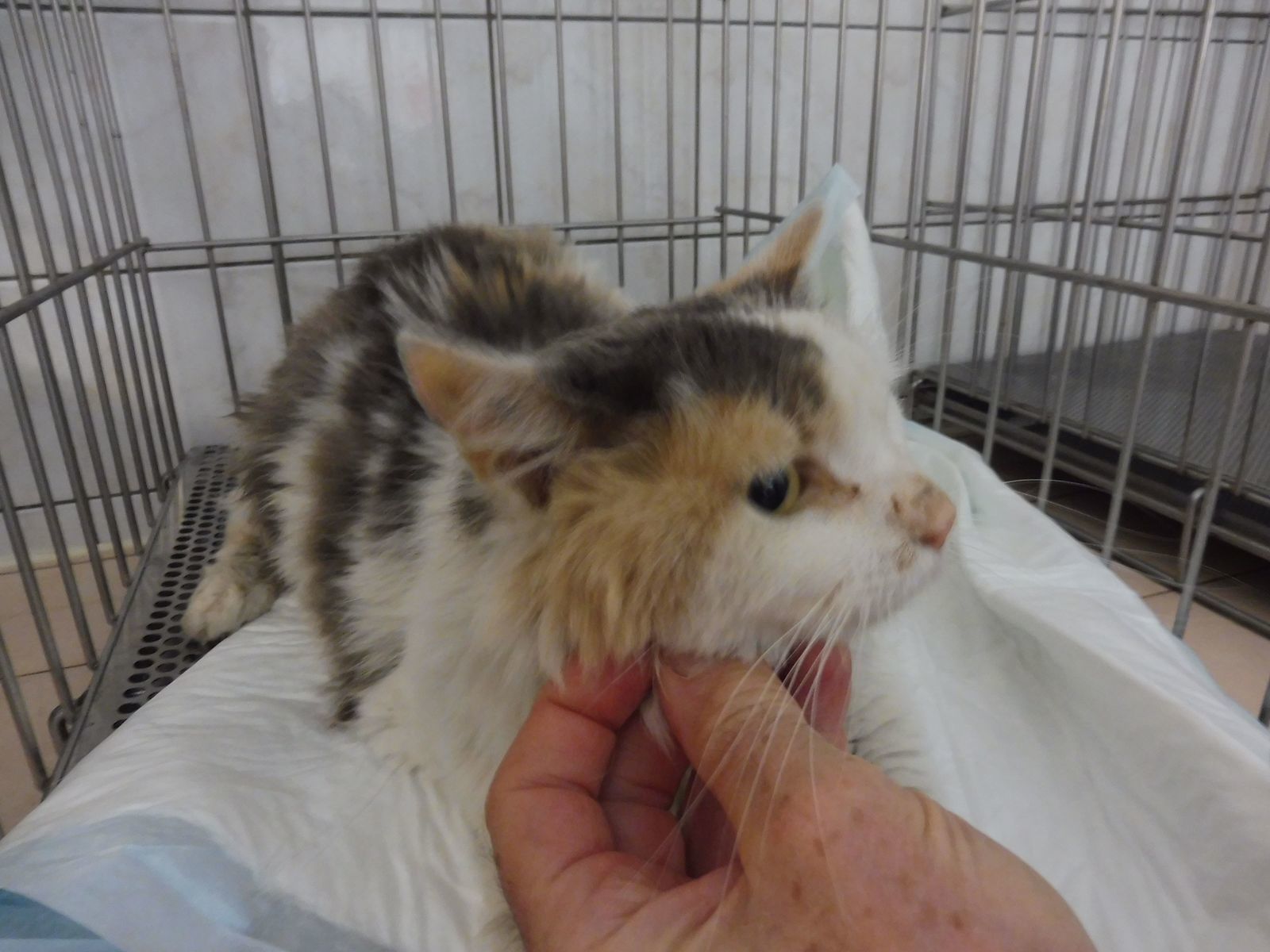 Gargouille Un Trou De Dix Ans Les Amis Des Chats De Bligny Gargouille Un Trou De Dix Ans Les Amis Des Chats De Bligny