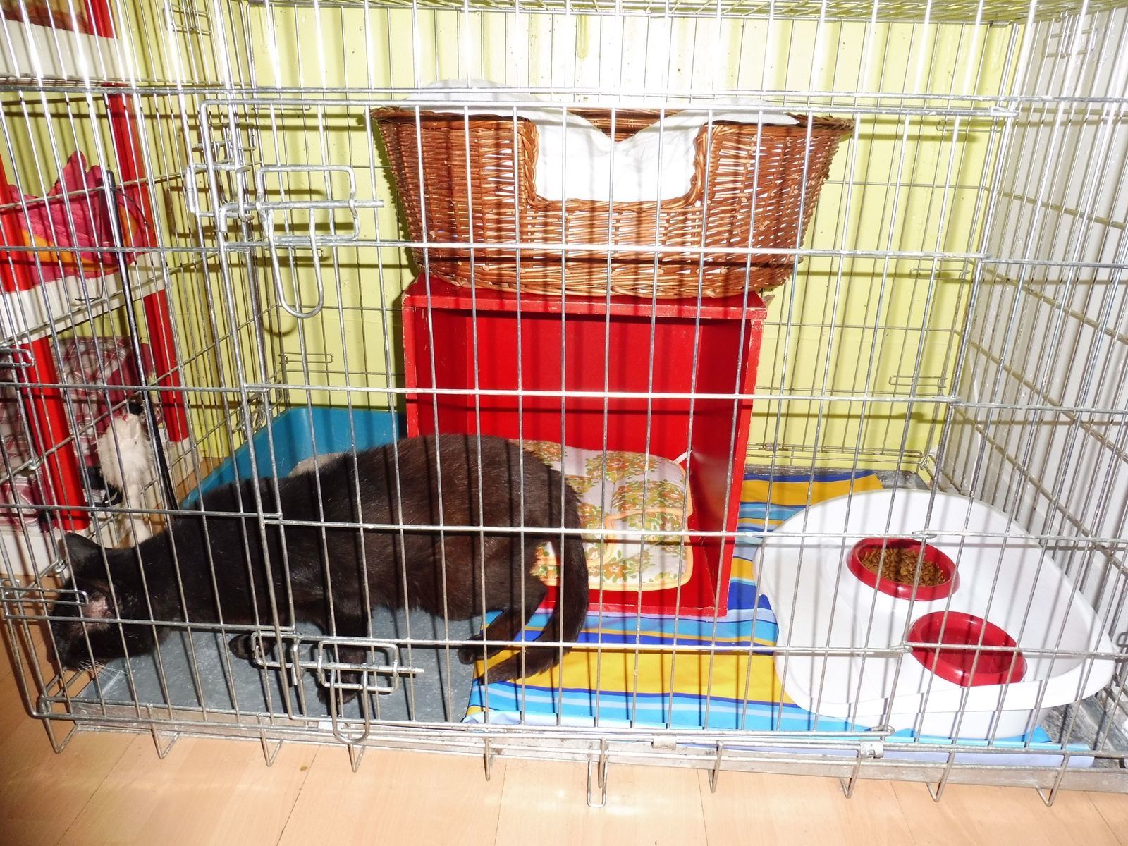 Othello La Fin De L Histoire Les Amis Des Chats De Bligny