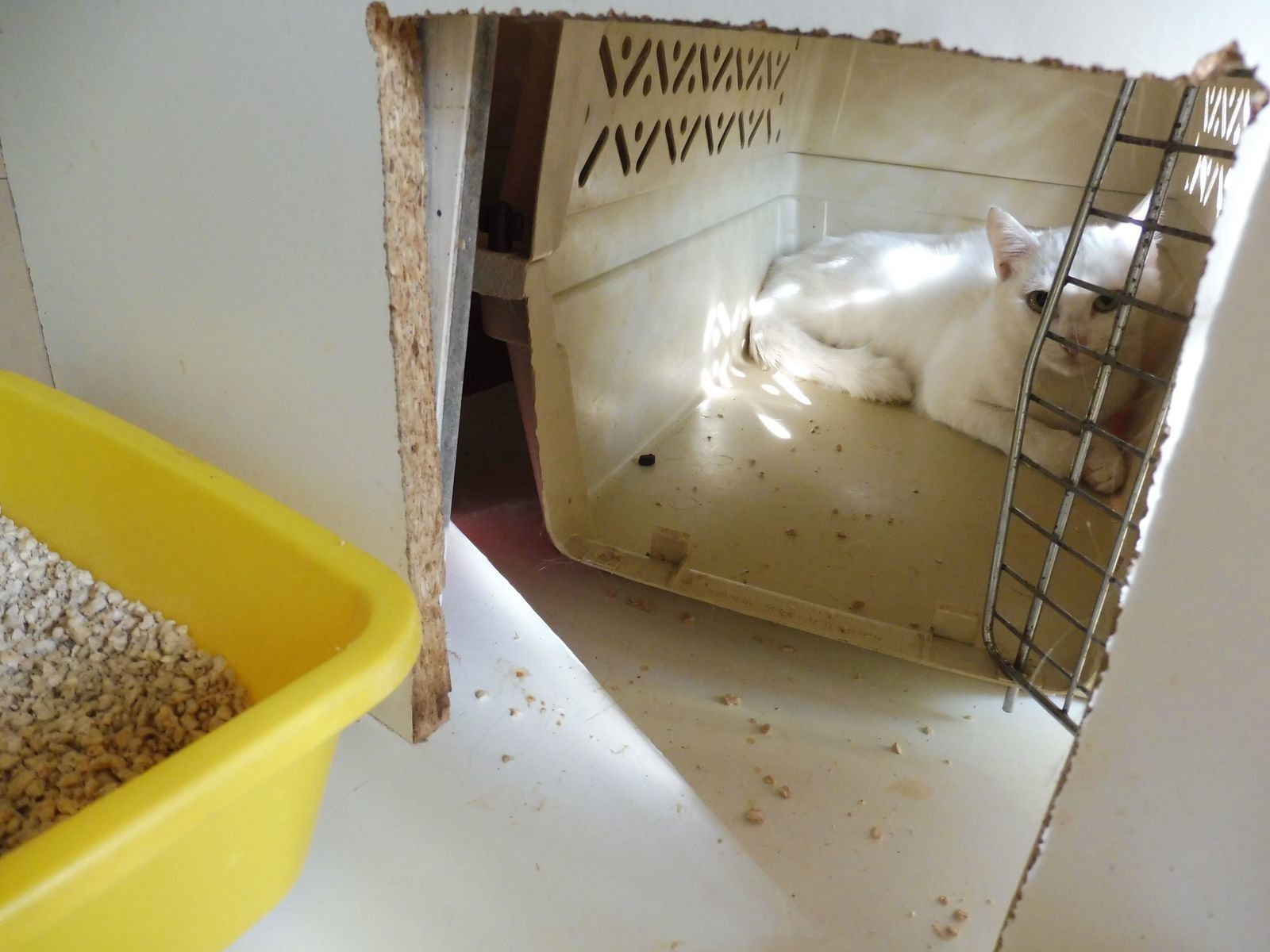 Paillette La Sauvageonne Les Amis Des Chats De Bligny