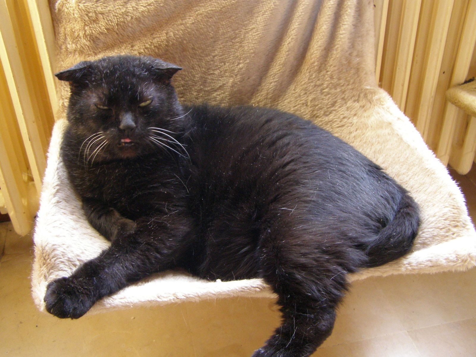 Moka Super Chat Nous A Quittes Hier Soir Les Amis Des Chats De Bligny