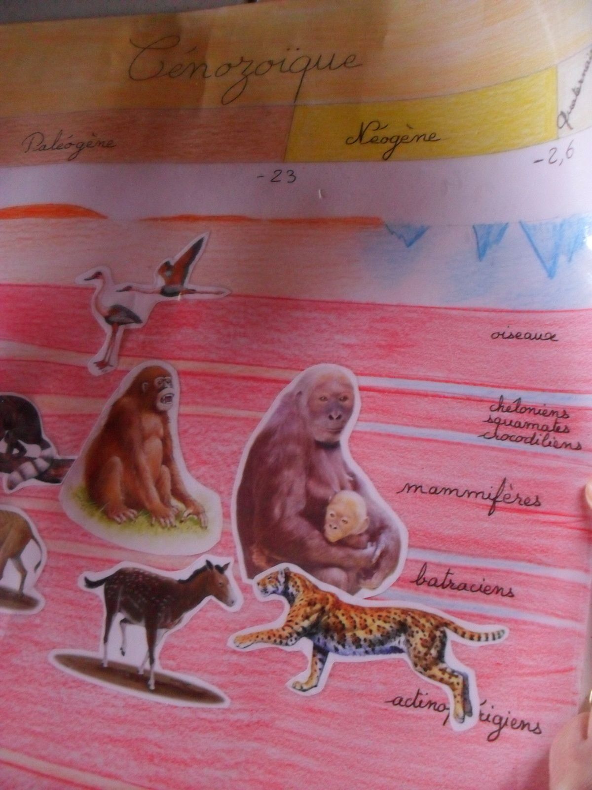 On voit, écrit à droite, toute la classification des espèces de zoologie.