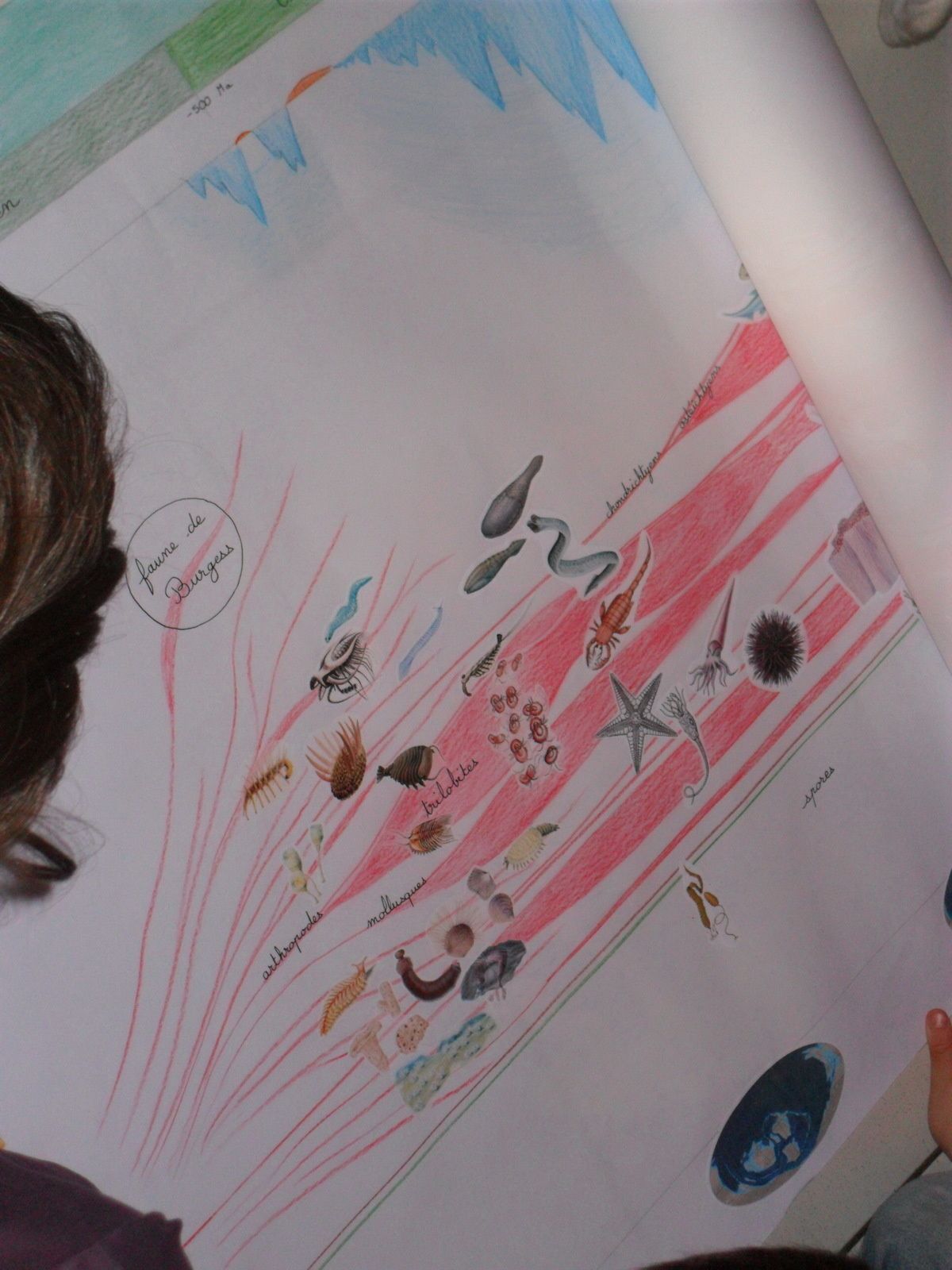 La faune de Burgess : A burgess ont été retrouvées beaucoup d'espèces fossilisées.