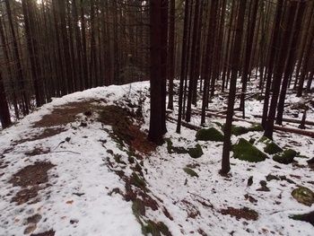 Le chemin de fer forestier de la forêt de Barr
