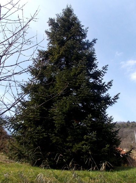 Le Grand Sapin de Strasbourg, au Hohwald