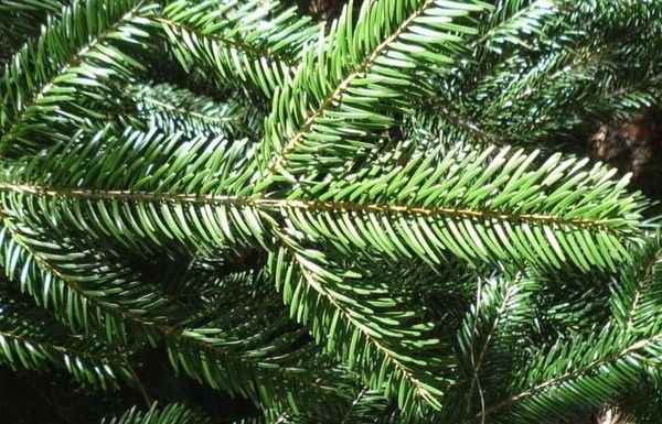 Le Grand Sapin de Strasbourg, au Hohwald