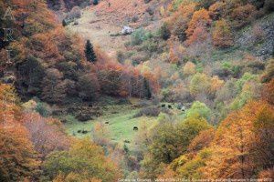 Cabane de Graoulles - Vallée d'Orle (1140m)