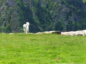 Patou au col de l'Herbe Soulette (1586m)