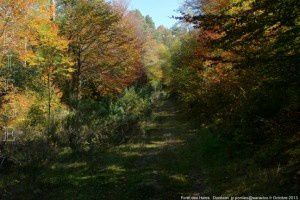 Forêt des Hares