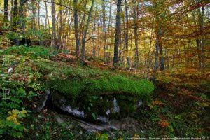 Forêt des Hares