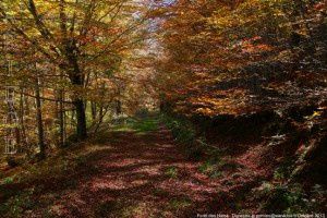 Forêt des Hares