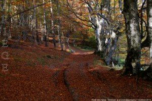 Forêt des Hares