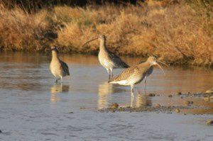 Courlis cendrés - Le Domaine des Oiseaux - Janvier 2011