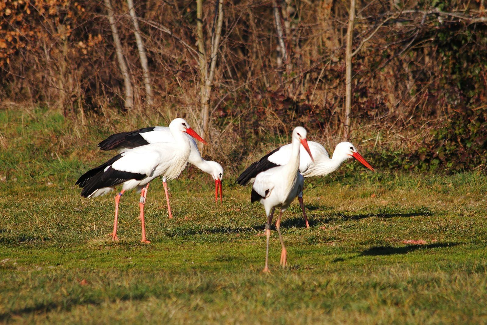 Cigognes blanches - Le Domaine des Oiseaux - Février  2011