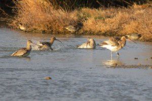 Courlis cendrés - Le Domaine des Oiseaux - Janvier 2011