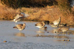 Courlis cendrés - Le Domaine des Oiseaux - Janvier 2011