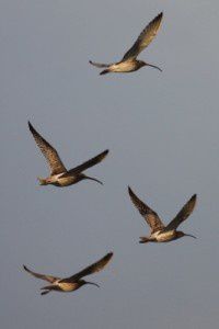 Courlis cendrés - Le Domaine des Oiseaux - Janvier 2011