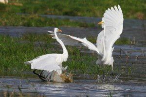 Grandes aigrettes - Domaine des Oiseaux -  Octobre 2013