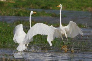 Grandes aigrettes - Domaine des Oiseaux -  Octobre 2013