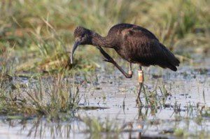 Ibis falcinelle - Domaine des Oiseaux -  Décembre 2013