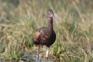 Ibis falcinelle - Domaine des Oiseaux -  Décembre 2013