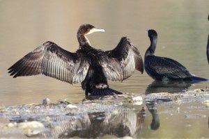 Grands cormorans - Domaine des Oiseaux -  Décembre 2013