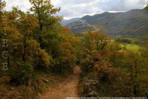 Montée au bois du Mouillet (608m)