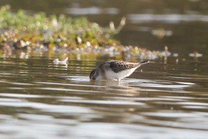 Bécasseau minute - Domaine des Oiseaux -  Septembre 2013