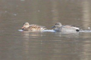 Canards chipeau - Lac de Labarre - Février 2015