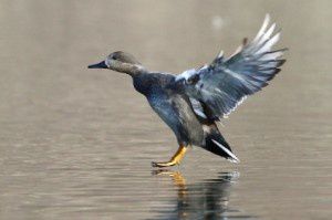 Canard chipeau - Lac de Labarre - Février 2015