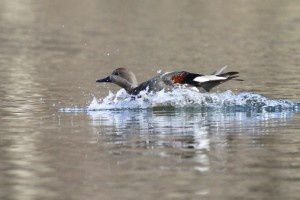 Canard chipeau - Lac de Labarre - Février 2015