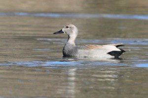 Canard chipeau - Lac de Labarre - Février 2015