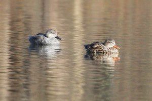 Canards chipeau - Lac de Labarre - Février 2015