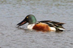 Canard Souchet - Le Domaine des Oiseaux - Novembre 2013