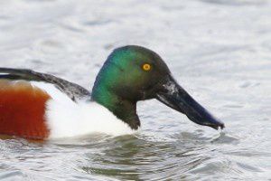 Canard Souchet - Le Domaine des Oiseaux - Février 2015