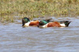 Canards Souchet - Le Domaine des Oiseaux - Février 2014