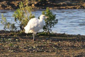 Héron garde-boeufs - Le Domaine des Oiseaux - Octobre 2014