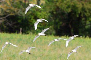 Hérons garde-boeufs - Le Domaine des Oiseaux - Septembre 2013