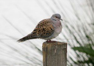 Tourterelle des bois - Domaine des Oiseaux -  Mai 2010