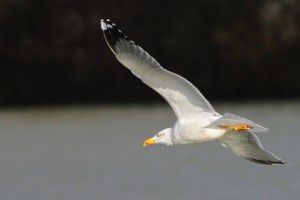 Goéland leucophée - Domaine des Oiseaux -  Décembre 2013