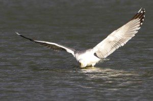 Goéland leucophée - Domaine des Oiseaux -  Décembre 2013