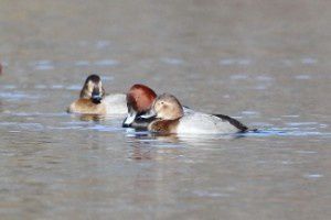 Fuligules milouins - Lac de Labarre - janvier 2016