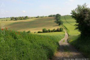 Chemin des vignes