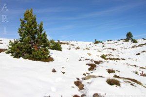 Montée au plateau de Beille (1946m)