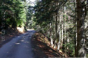 Route des Sapins