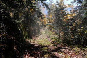 Bois de la Soulanette (1450m)