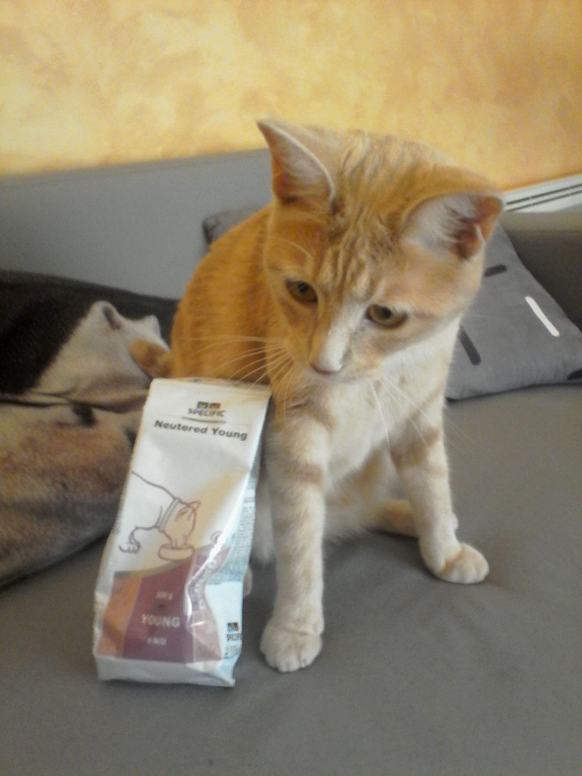 Oliver teste les croquettes Specific - Une Belle Vie De Chat : un blog sur  le chat !